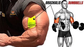 13 best brachialis exercises with dumbbells only at home or at gym [upl. by Legnalos]