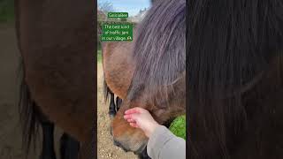 🐴 The best kind of traffic jam in our village 🥰🥰 horses galicia nature [upl. by Nosdrahcir]