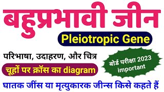 बहुप्रभावी जीन्स  Pleiotropic Genes in hindi  Lethal Genes  Pleiotropic gene class 12 biology [upl. by Nillor]