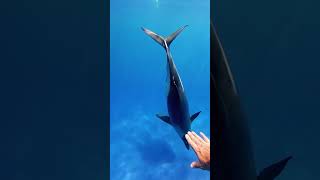 Dolphin Rescues Drowning Swimmer [upl. by Lemrahs]