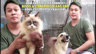 HOW TO APPLY FLEA POWDER KILLS amp CONTROLS FLEAS FOR DOGS CATS PUPPIES amp KITTENS [upl. by Nodababus]