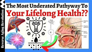 THIS May Be The MOST UNDERATED Pathway To Your Lifelong Health [upl. by Wilscam]