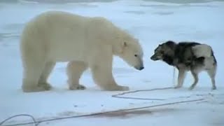 Huskies and Bears  Wild Polar Bear Diary  BBC Earth [upl. by Illac776]