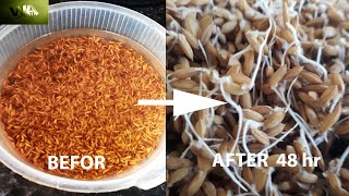 how to make half germinated paddy seeds [upl. by Haroun]