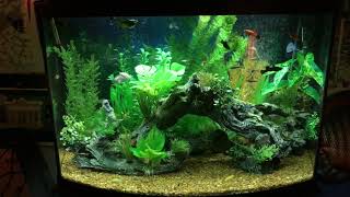 36 Gallon BowFront Community Aquarium November 2017 [upl. by Harima]