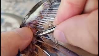 how to remove botfly from the birds [upl. by Bridge]