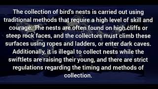 Collecting birds nests from swiftlets in the Palawan  Philippines [upl. by Eleanor]