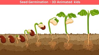 What Is Seed Germination  How Do Seeds Grow into Plants  Process and Stages of Seed Germination [upl. by Leila]