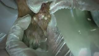 Remove Monster Mango worms from poor dog  Mango worms removal 28 [upl. by Atnamas]