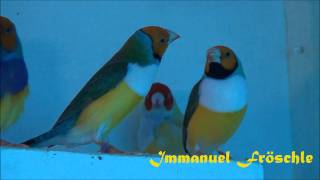 Gouldamadinen  Diamantes de Gould  Gouldian Finches [upl. by Devinna]