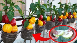 You Wont Believe How Easy It Is To Grow Bell Peppers [upl. by Vonni]