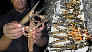 NIGHT FISHING FOR WORLD RECORD FRESHWATER PRAWN [upl. by Barbra]