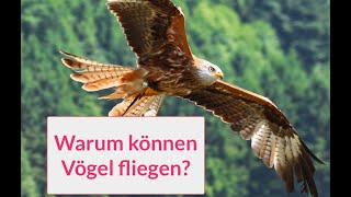 Vögel können fliegen [upl. by Aileahcim199]