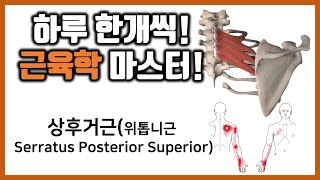 41 상후거근위톱니근 Serratus Posterior Superior근육학 마스터힐링무브healing move [upl. by Htaeh]