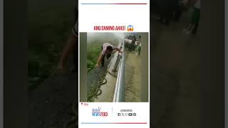 Sangkaterbang ahas tumambad sa highway  GMA Integrated Newsfeed [upl. by Ebbarta75]