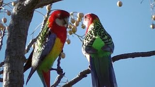 Rosellas Courting in Spring •▽• ❤♥ •▽• [upl. by Ettenyl89]