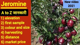 Jeromine apple Verity review । Best spur apple Verity for middle and lower elevation । Z One apple [upl. by Honeywell737]