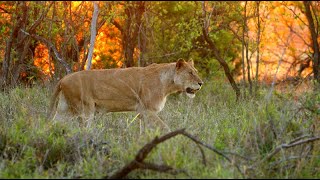 Pride of Lions and 20 Wild Dogs Causing Chaos Nharus [upl. by Nylram22]