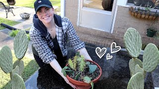 Repotting My Cactus amp Digging Up Free Prickly Pear Cactus [upl. by Yssej]