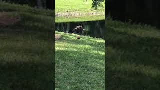 Florida Limpkin Bird sounds like a construction site [upl. by Lorie]