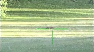 Groundhog hunting with a Savage 22250 and ATN 4K pro 163 yards [upl. by Eseer]