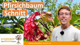 Pfirsichbaum nach Kräuselkrankheit schneiden  so hältst du deine Bäume gesund [upl. by Niltiak]