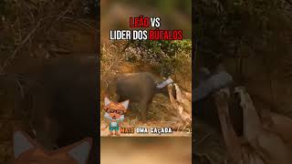 Rei Leão vs Líder dos búfalos leão bufalo animaisselvagens animals [upl. by Andonis988]