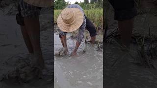 Smart fisherman catch fish in the mud water at field when after raining by hand shots topfishing [upl. by Sigler]