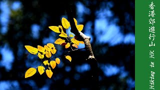 漫步紅葉路，再訪白千層：大埔滘→鉛礦坳→城門水塘 Tai Po Kau to Shing Mun Reservoir [upl. by Erdna]