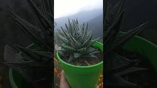 Haworthia tear of angleplants succulent variety of beautyful plants [upl. by Iruyas]