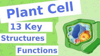 The Plant Cell  13 Key Structures [upl. by Lingwood]