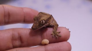 Cute crested gecko lizard climbing up on hand handling [upl. by Fadil586]