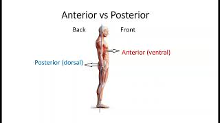 Anatomical Directional Terms [upl. by Wartow719]