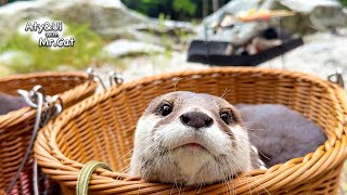 Relaxing Camp by the River With Otters Otter Life Day 926 [upl. by Neala]