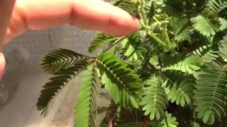 Mimosa pudicauna pianta fantastica e unica nel suo genere [upl. by Jasisa]