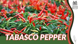 Introduction to TABASCO PEPPER Plant Profile Capsicum frutescens [upl. by Fesoy]