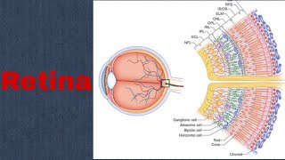 Retina  Anatomy  Diseases  Imp topics Part 1 [upl. by Adamis]