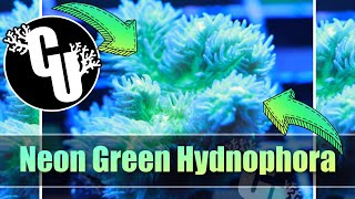 Neon Green Hydnophora  Corals Unlimited [upl. by Oraneg]