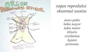 ORGAN REPRODUKSI MANUSIA 🙍‍♂️🙍‍♀️ [upl. by Winslow258]