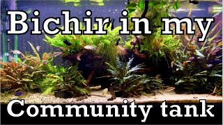 Bichir in my community tank [upl. by Alarice]