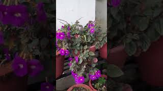 Achimenes longiflorafloweringplantyoutubeviral [upl. by Atirhs]