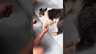 Saving abandoned dog left by former owner on the street❤️ [upl. by Niels]