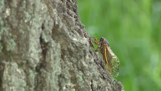 Mite bites may be tied to 17year cicada experts say [upl. by Ahsekim939]