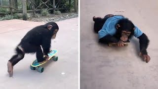 Playful Chimpanzee Goes Skateboarding [upl. by Ytok]