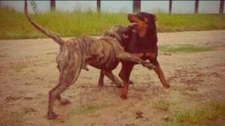 Rottweiler vs Presa Canario  Supreme Fighters [upl. by Alburga]