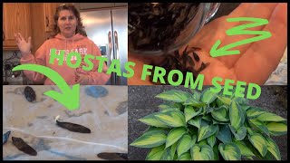 How to Grow Hostas From Seed Indoors Using Collected Hosta Seeds Seedlings [upl. by Ganiats]