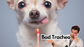 Tracheal Collapse in the Dog [upl. by Hultgren]