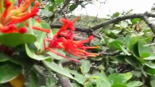 Bosque de Notro Embothrium coccineum mas austral DEL MUNDO  Tierra del Fuego  Argentina [upl. by Lirva203]