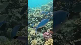 Very peaceful Lunar Fusiliers RedSeaBit fish snorkeling redseadiving [upl. by Ruscher103]