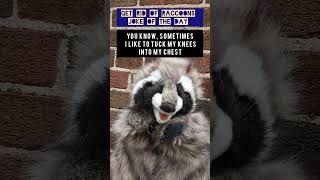 Get Rid of Raccoons Joke of the Day shorts [upl. by Kingston]